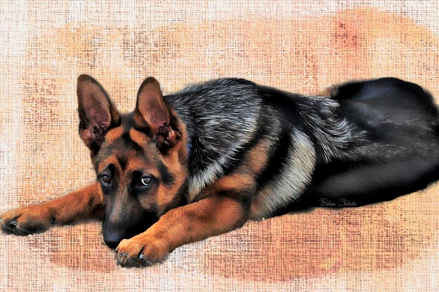 Shepherd Puppy Mixed Media by Barbara Chichester