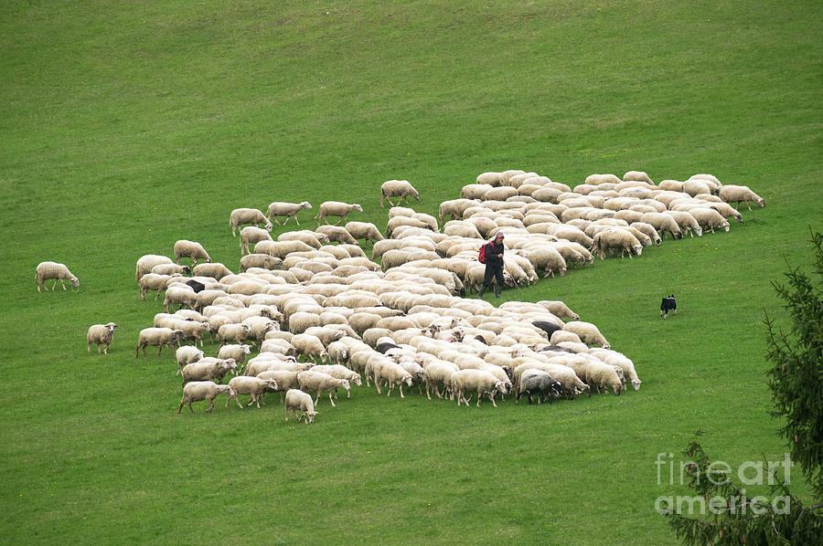 Shepherd with flock of sheep and a herding dog Photograph by Les Palenik
