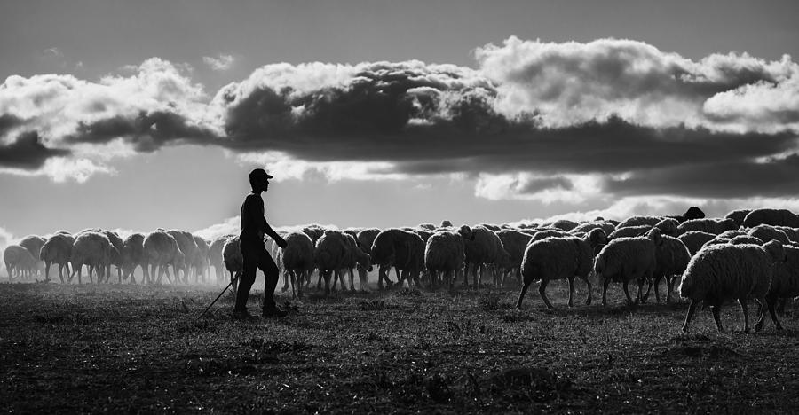 Sheep Photograph - Shepherd by Yavuz Pancareken