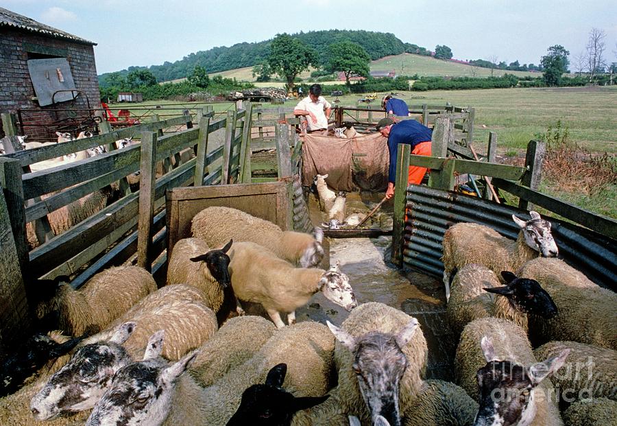 Shepherds At Work Dipping Sheep Photograph by George Bernard/science ...