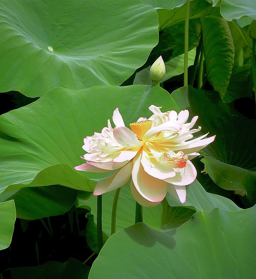 Lotus Blossom And Bud Photograph by Alida M Haslett