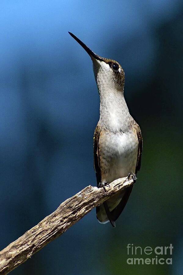 Shes A Lady - Ruby-throated Hummingbird Photograph