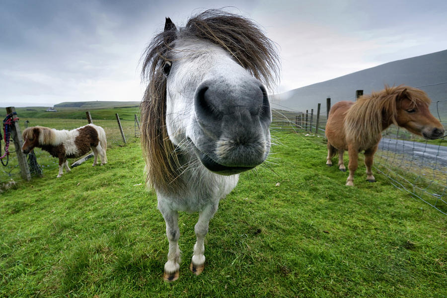 Shetland Ponies, Scotland Digital Art by Andrew Stewart