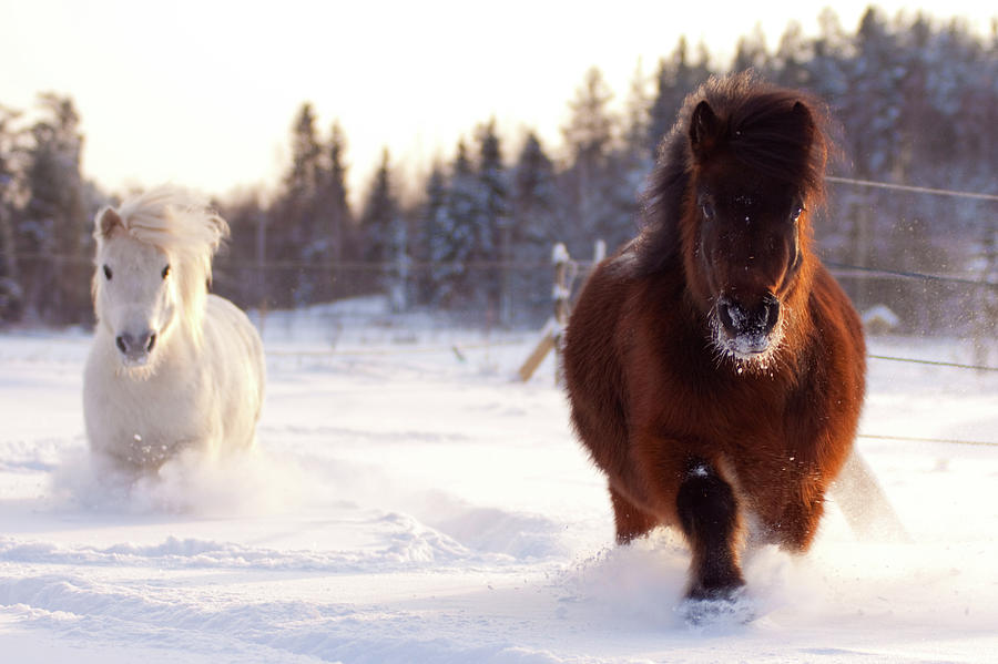 Shetland Ponies Trotting In Snow Photograph by Satu Pitkänen