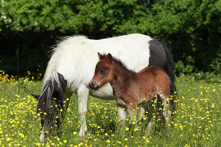 Animal Photograph - Shetland Pony 006 by Bob Langrish