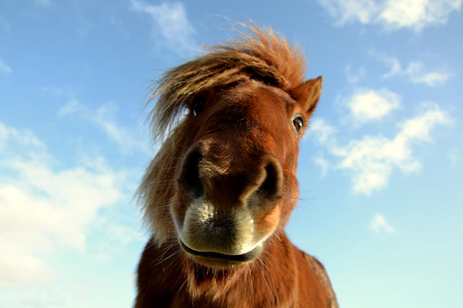 Shetland Pony Photograph by By Guillaume Angibert