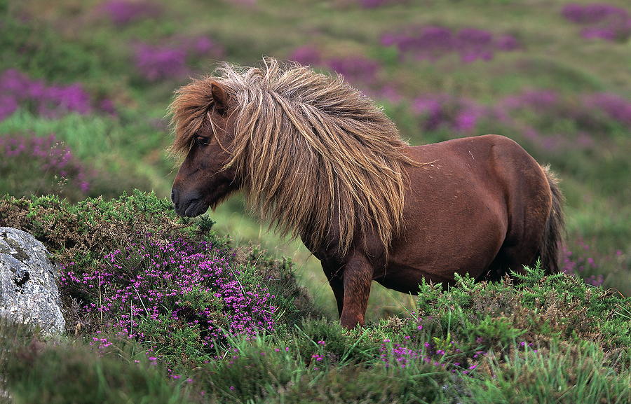 Shetland Pony Digital Art by Robert Maier