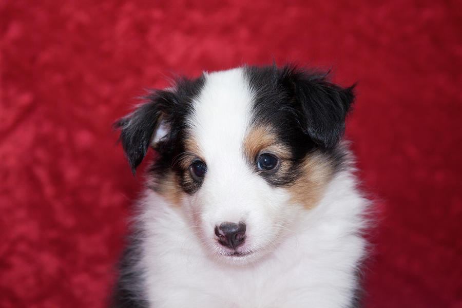 Shetland Sheepdog Puppy Photograph by Zandria Muench Beraldo - Fine Art ...