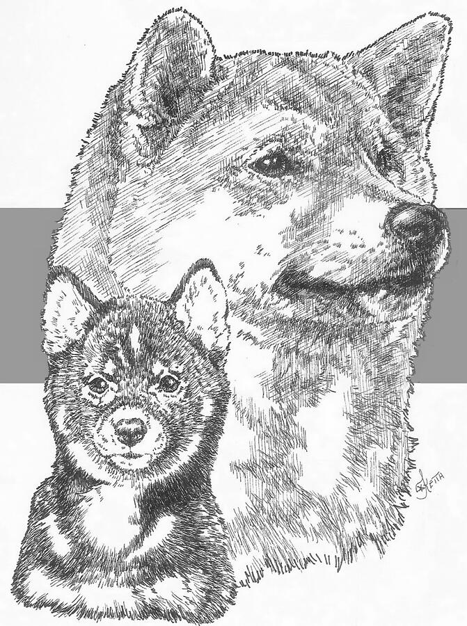Shiba Inu and Pup Drawing by Barbara Keith