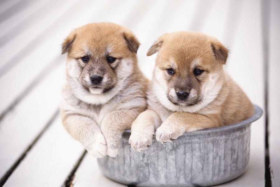 Shiba Inu Puppies In Aluminum Tub Photograph by Gyro Photography/amanaimagesrf