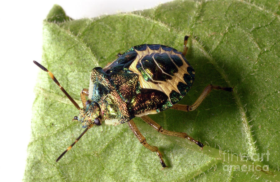 Wildlife Photograph - Shield Bug by Uk Crown Copyright Courtesy Of Fera/science Photo Library