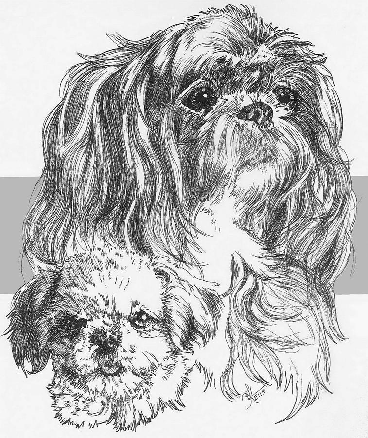 Shih Poo and Pup Drawing by Barbara Keith
