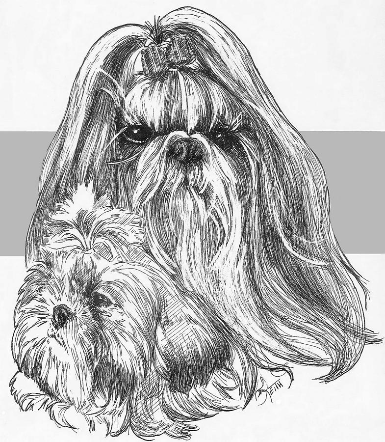 Shih Tzu and Pup Drawing by Barbara Keith