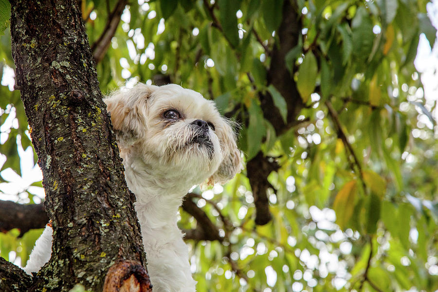 Shih Tzu Dog Attempting To Climb Tree Digital Art by Claudia Uripos