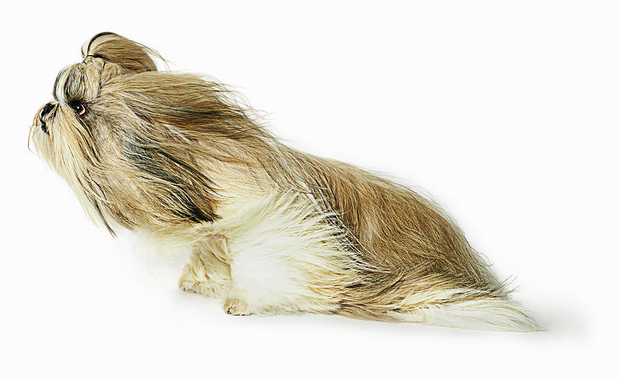 Shih-tzu Dog Fur Blowing In The Wind Photograph by Gandee Vasan Shih-tzu Dog Fur Blowing In The Wind Photograph by Gandee Vasan