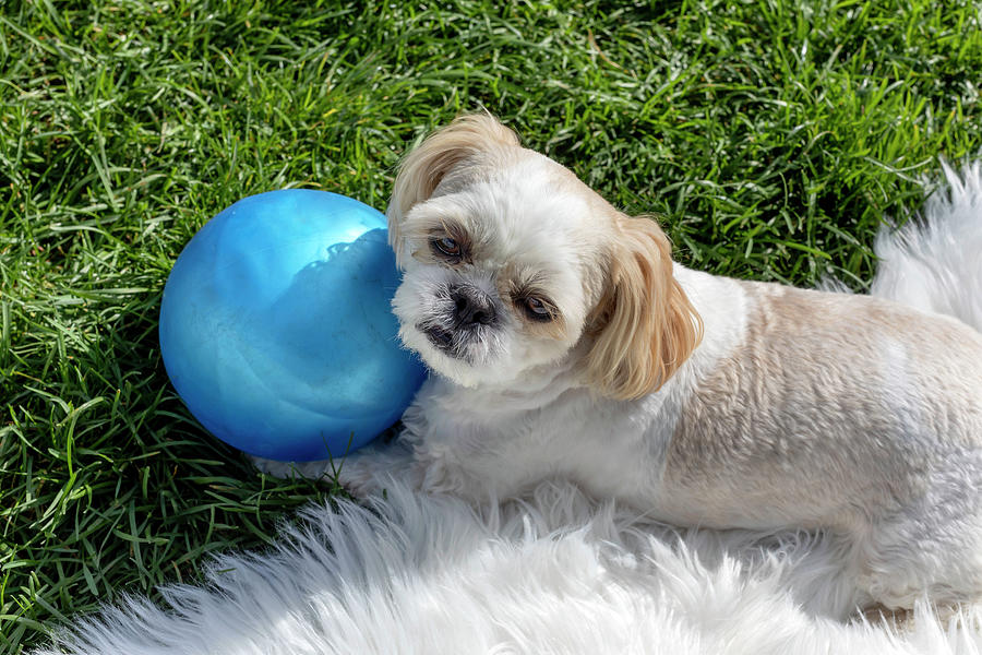 Shih Tzu Dog Playing With Ball Digital Art by Lumiere