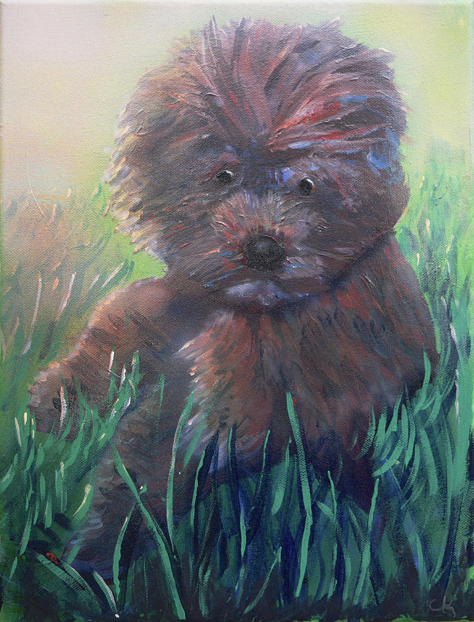 Shih Tzu Schnauzer puppy laying in the grass Painting by Chance Kafka