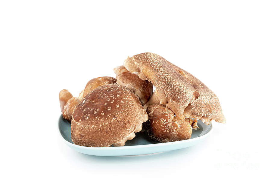 Shiitake Mushrooms Photograph by Science Photo Library Shiitake Mushrooms Photograph by Science Photo Library