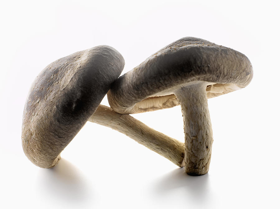 Mushroom Photograph - Shiitake Shiitake by Studio - Photocuisine