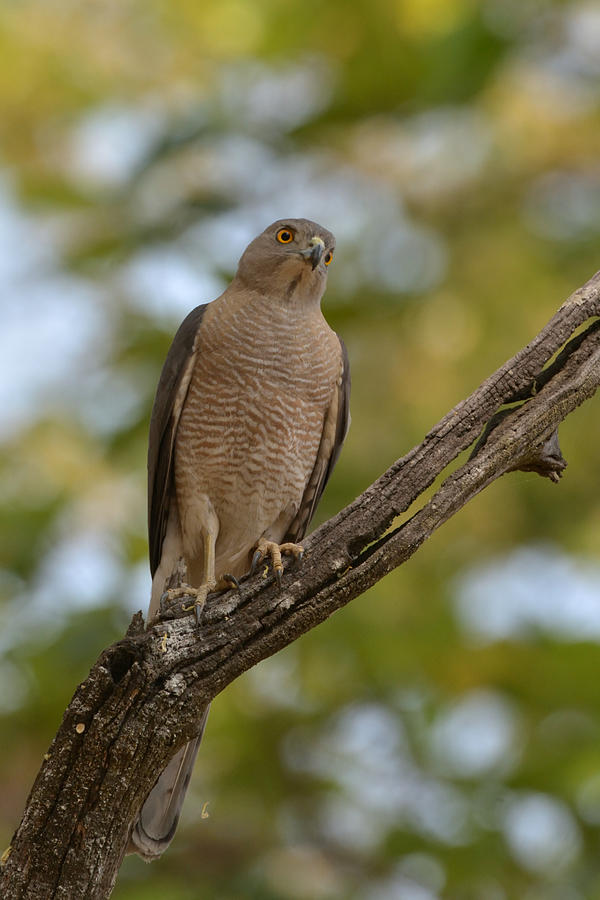 Shikra - The Bird Of Pray Being Curious Photograph by Kedar Tambe ...