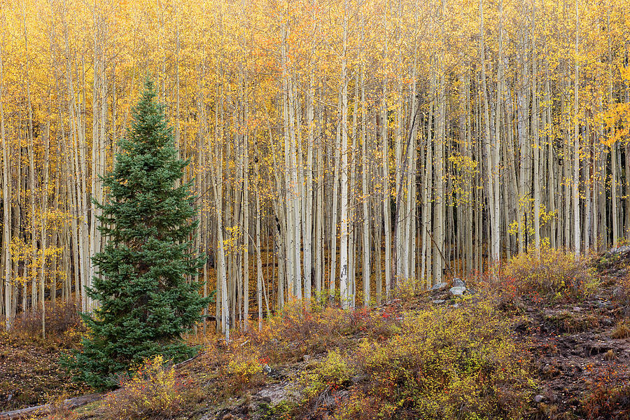 Shimmering Aspens Photograph by Angela Moyer