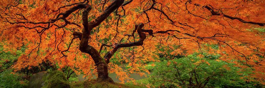 Autumn Colors Photograph - Shimmering by Don Schwartz