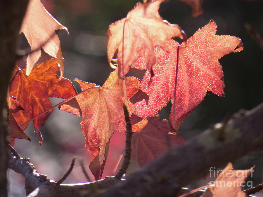 Shimmering Red Fall Leaves Photograph by Christy Garavetto