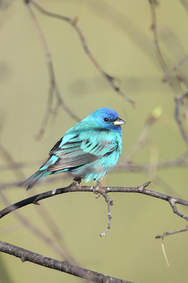 Shimmery Blue Indigo Bunting Photograph by Brook Burling