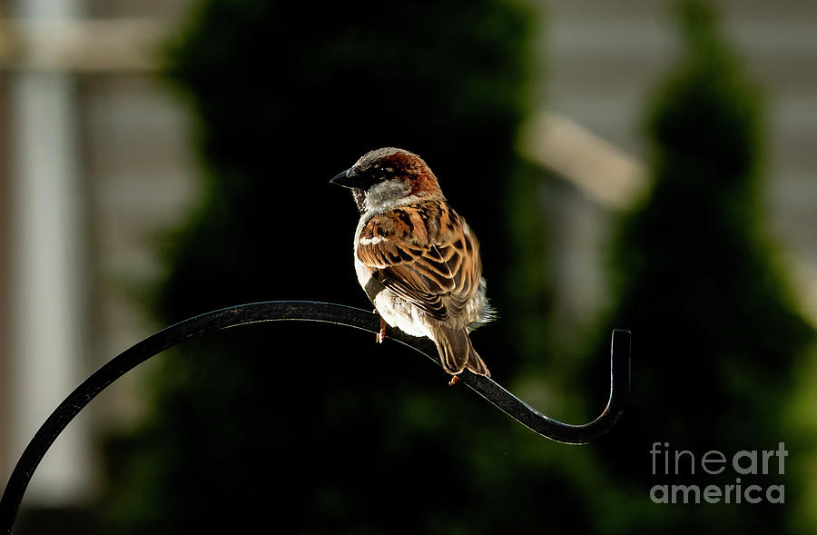 Shine a Light on Sparrow Photograph by Sandra Js