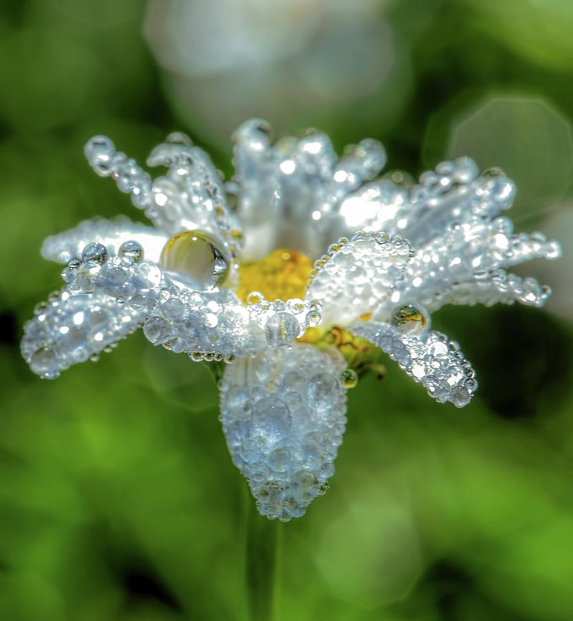 Flower Photograph - Shine bright like a diamond by Rose-Marie Karlsen