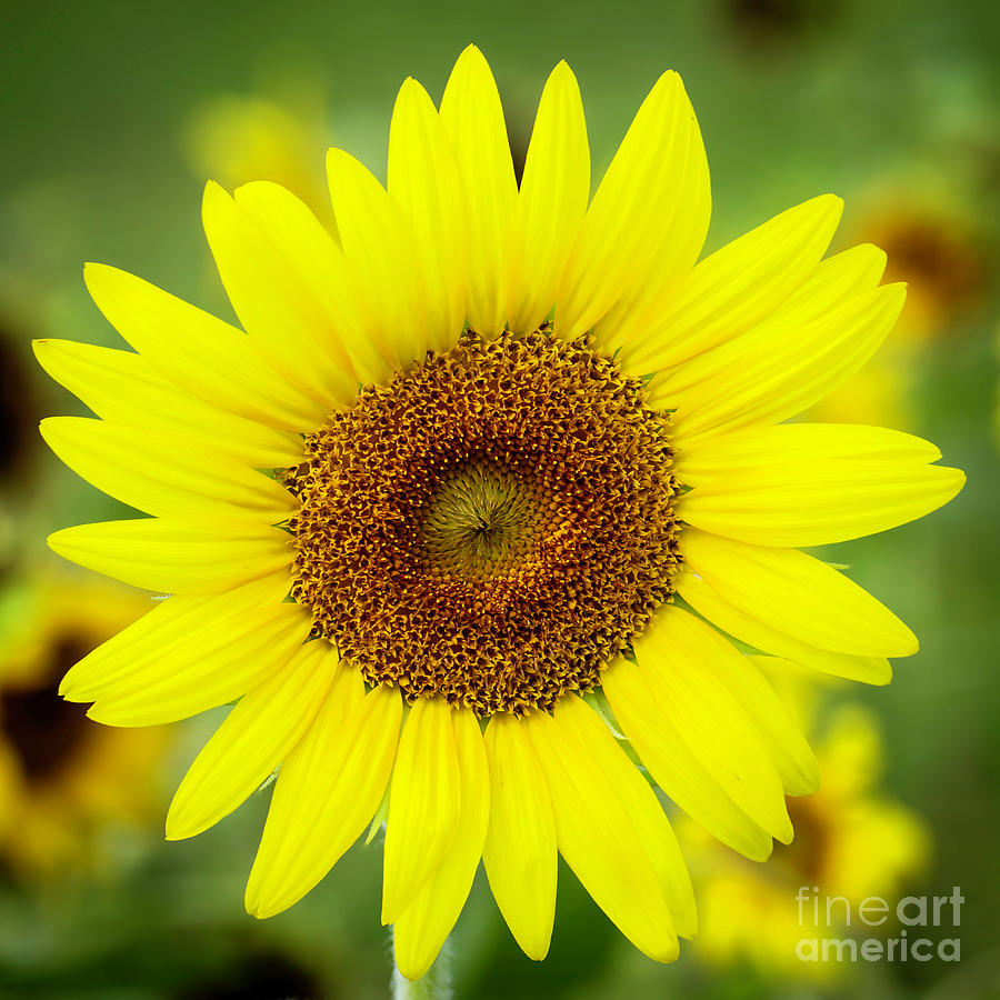 Shine like a Sunflower Photograph by Sabrina L Ryan