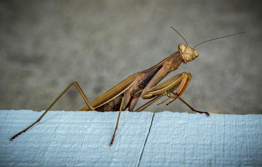 Shingle Mantis Photograph by Jean Noren