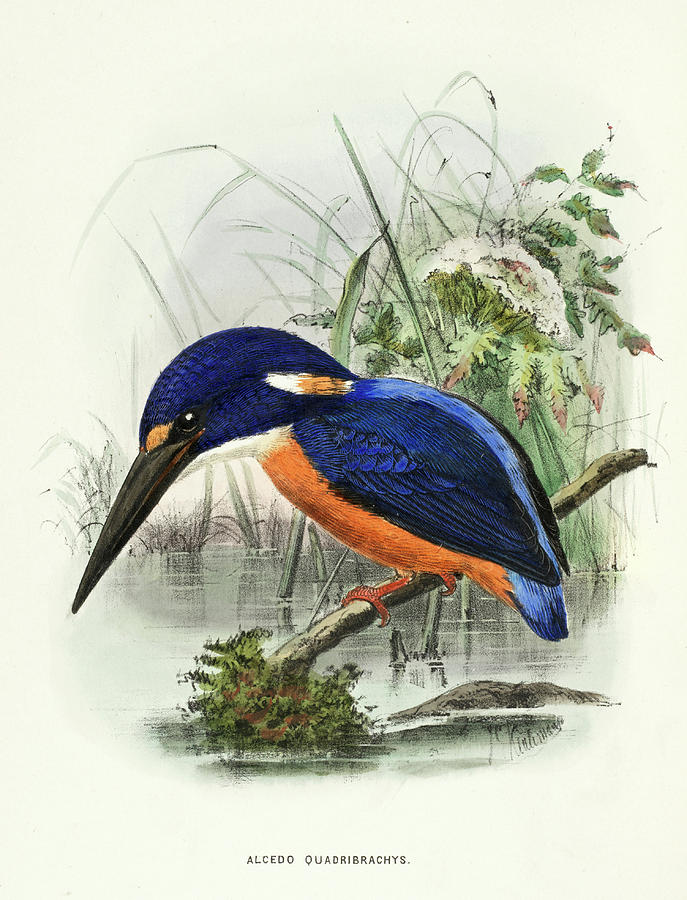 Shiningblue kingfisher Painting by Richard Bowdler Sharpe Fine Art