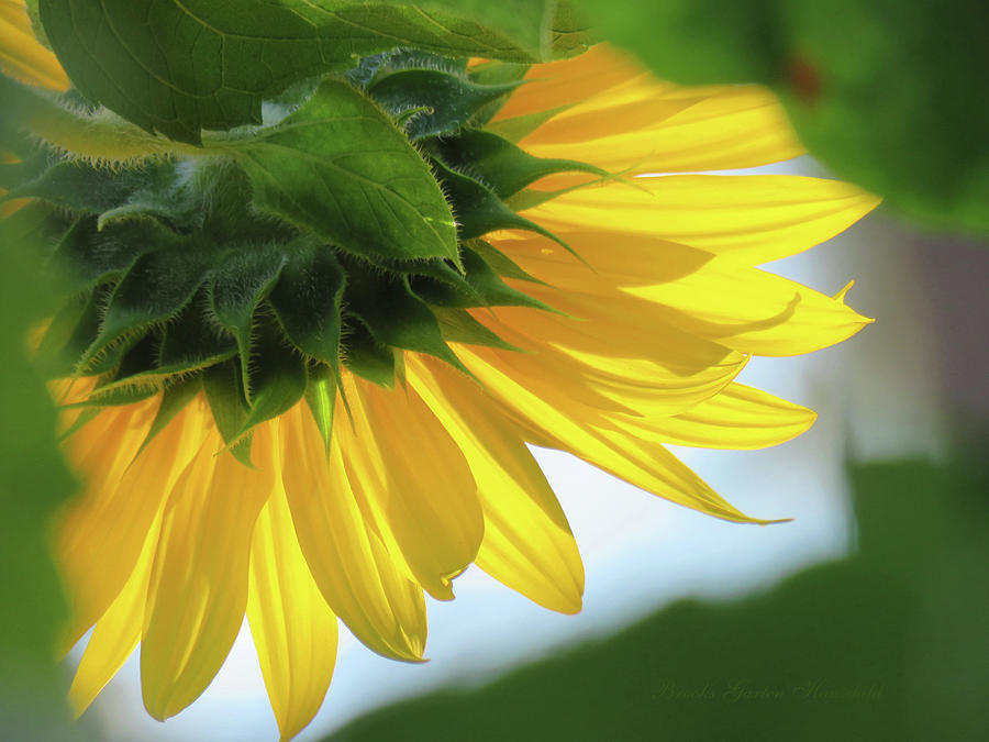 Shining Brightly - Sunflower Fine Art - Images from the Garden - Floral Macro Photograph by Brooks Garten Hauschild
