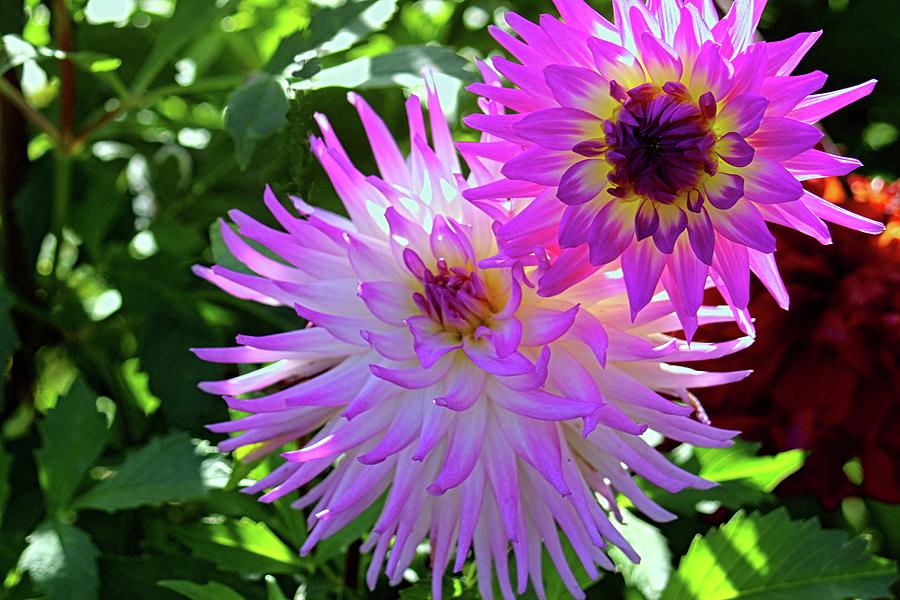 Shining Dahlias in Pink Photograph by Cathy Anderson