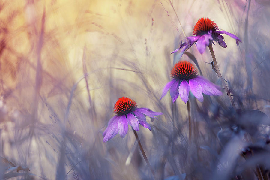 Flower Photograph - Shining in Shade by Magda Bognar