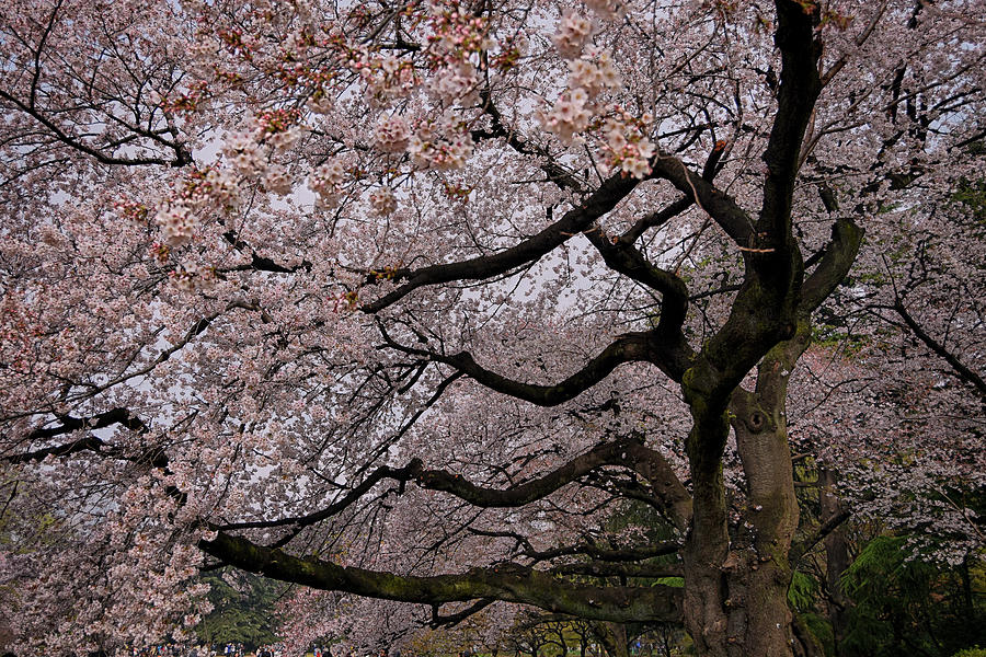 Shinjuku Gyoen National Garden, Tokyo Photograph by Andrei SKY