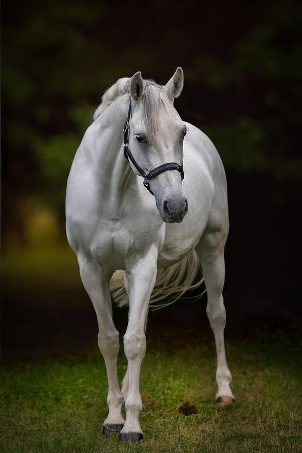 Nature Photograph - Shiny Mare by Ulrike Leinemann