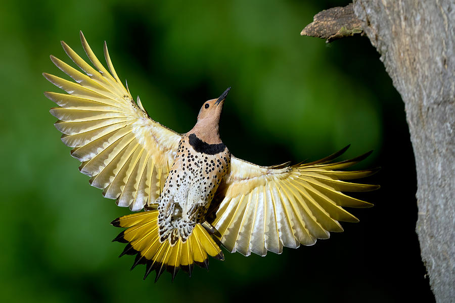 Shiny Northern Flicker Photograph by Johnny Chen