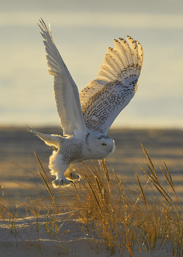 Shiny Snowy Owl Photograph by Johnny Chen