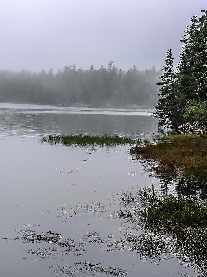 Ship Harbor Nature Trail, Acadia National Park by NaturesPix Ship Harbor Nature Trail, Acadia National Park by NaturesPix