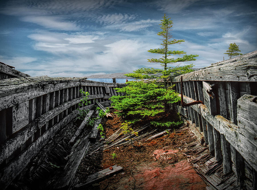 Shipwreck with Pine Tree at Neys Provincial Park in Ontario Canada Photograph by Randall Nyhof