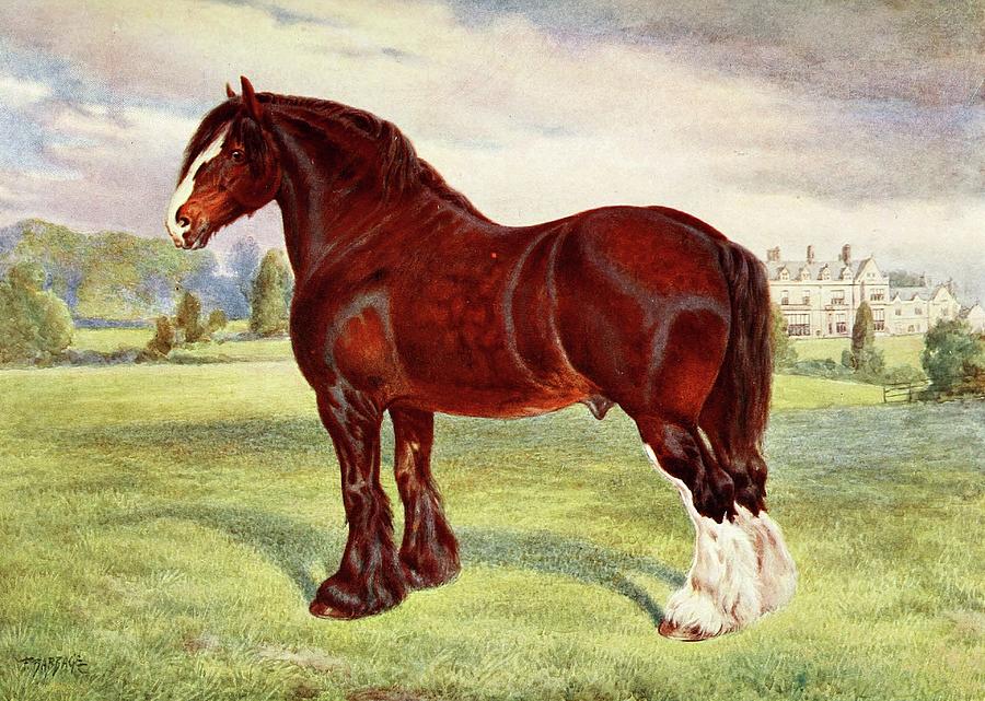 Shire Stallion, Harold Painting by Frank Babbage | Fine Art America