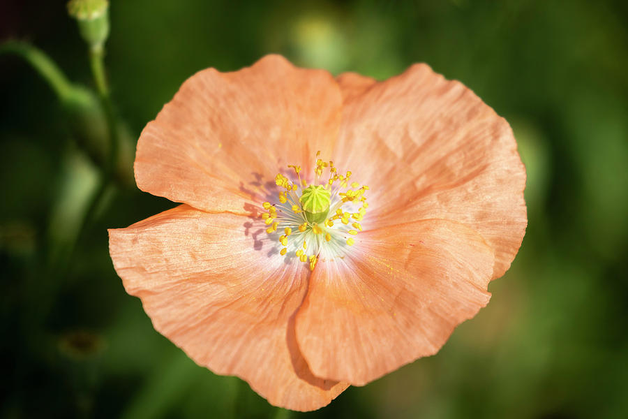 Shirley Poppy 2018-17 Photograph by Thomas Young