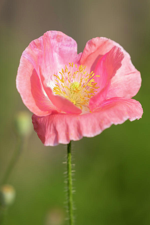 Shirley Poppy 2018-18 Photograph by Thomas Young