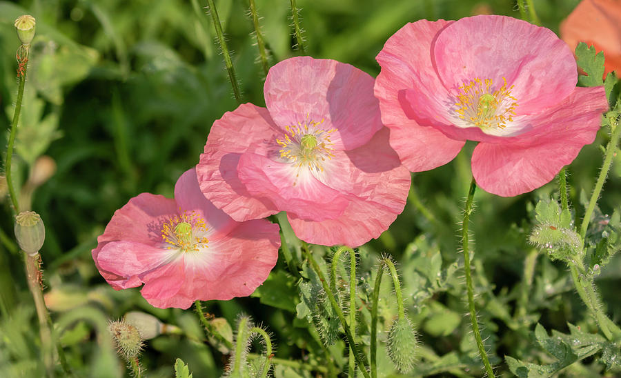 Shirley Poppy 2018-21 Photograph by Thomas Young