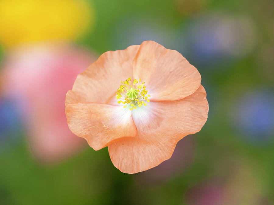 Poppy Photograph - Shirley Poppy 2018-23 by Thomas Young