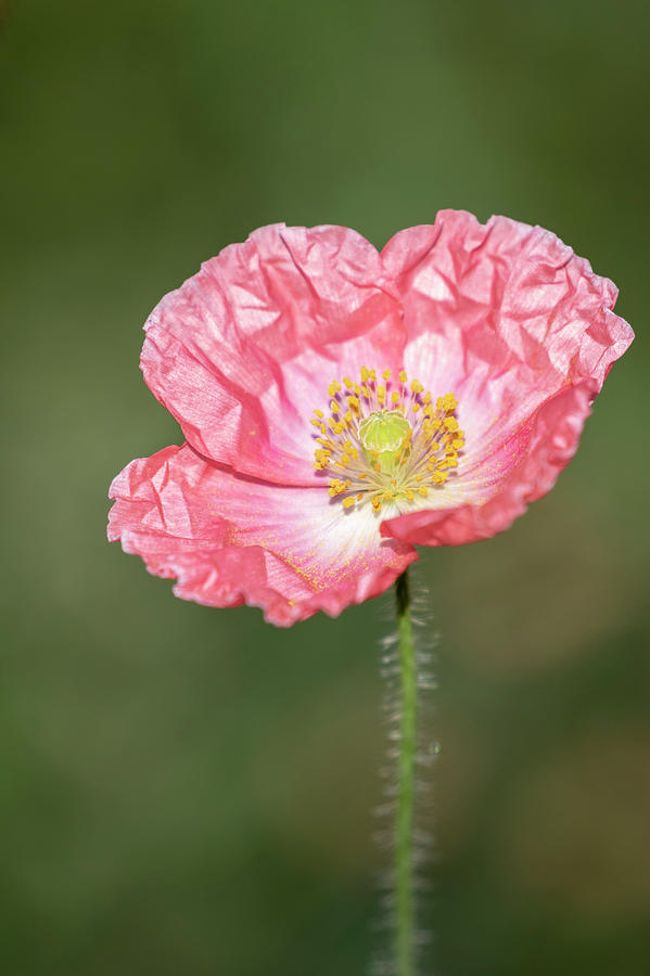 Shirley Poppy 2018-24 Photograph by Thomas Young