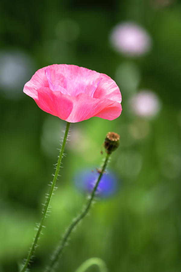 Shirley Poppy 2019-1 Photograph by Thomas Young