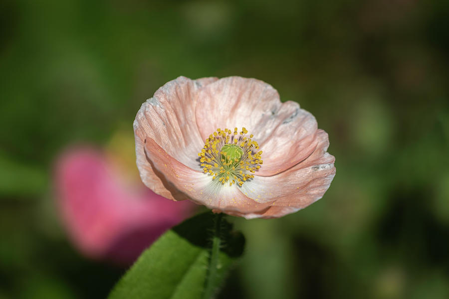 Shirley Poppy 2019-2 Photograph by Thomas Young